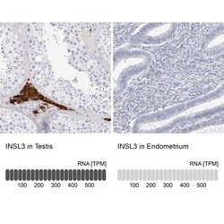 INSL3 Antibody, Novus Biologicals:Antibodies:Primary Antibodies